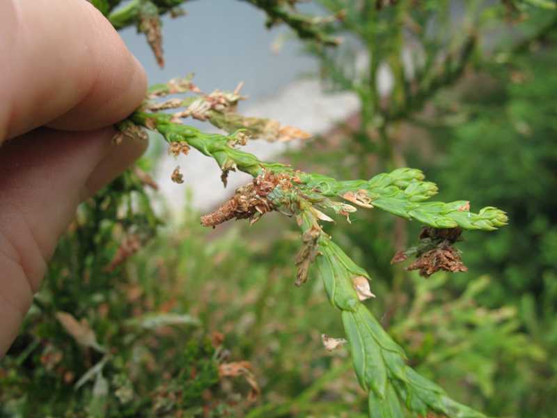 Bagworms