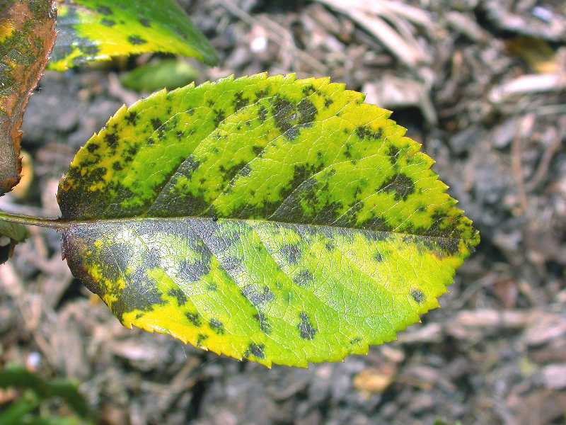 Black Spot of Rose - Missouri Botanical Garden