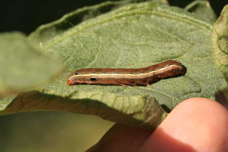 green cutworms