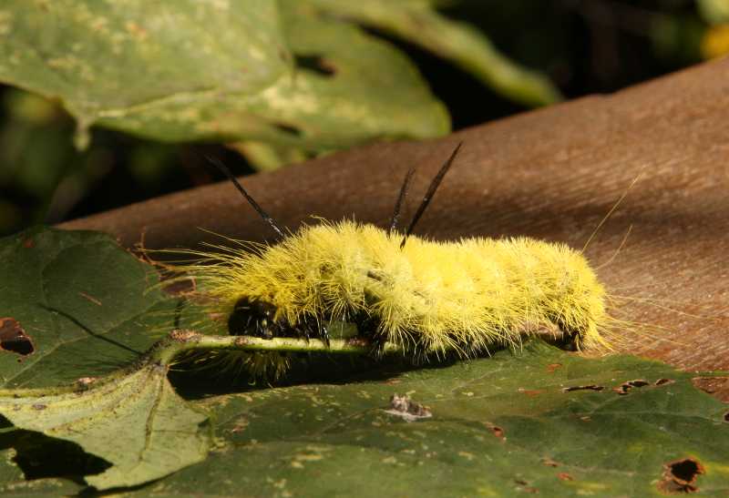 Yellow Caterpillar Identification Chart