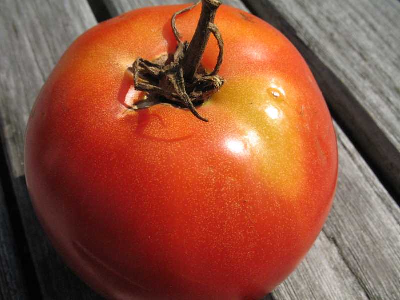 Are fruit tomatoes. Плод томата. Плод ягода помидор. Томаты с мелкими плодами. Круглые кольца на плодах помидора.
