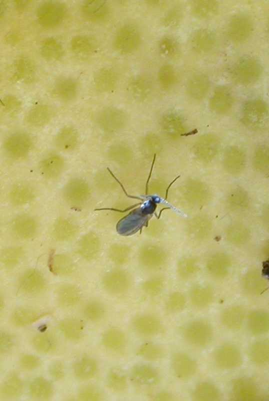 What Do Fungus Gnats Eat 