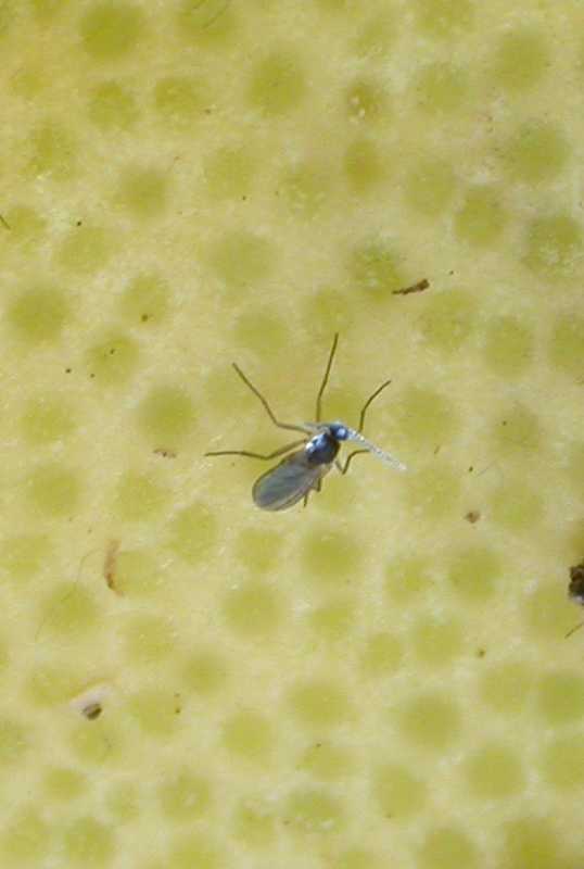 How to Get Rid of Fungus Gnats - Horticulture