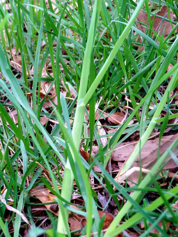 Identifying Grass Weeds