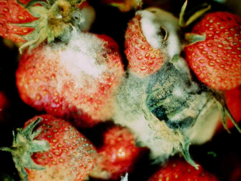 Mold strawberry