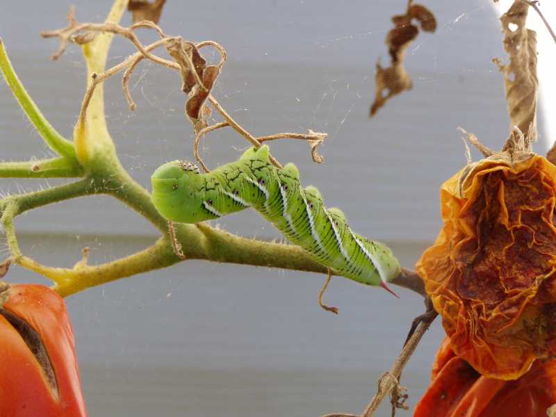 Hornworms - Missouri Botanical Garden