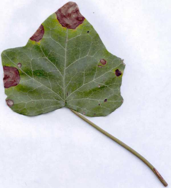 Leaf Spots of English Ivy