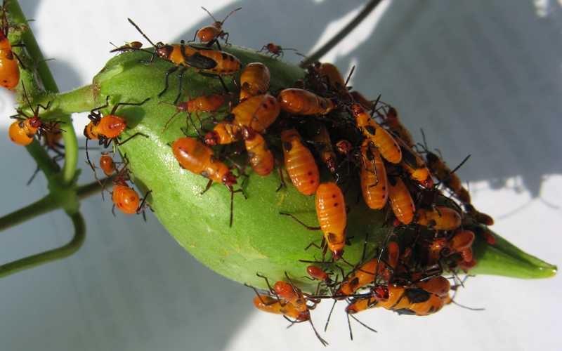 Small Milkweed Bug Infestation