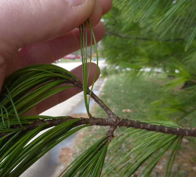 Eastern White Pine Problems