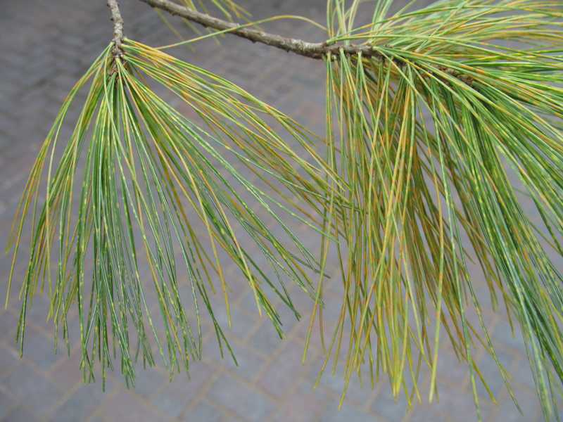 Needles on White Pine Trees Turning Yellow - The Mill - Bel Air