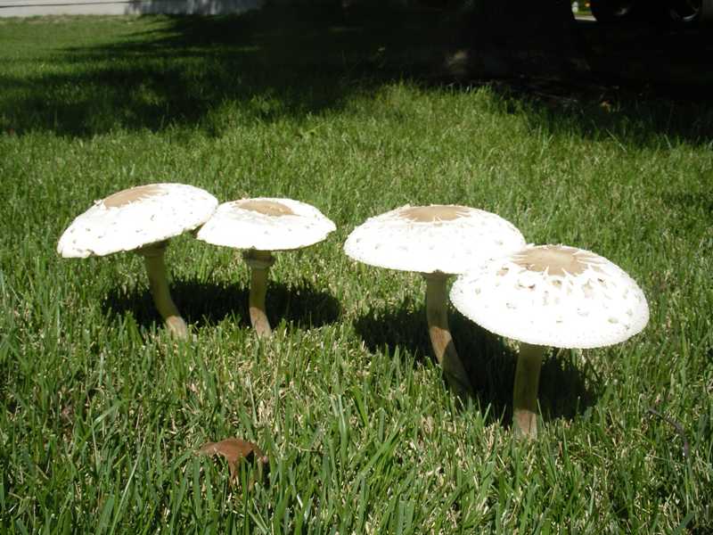 Lawn Mushrooms And Fairy Rings