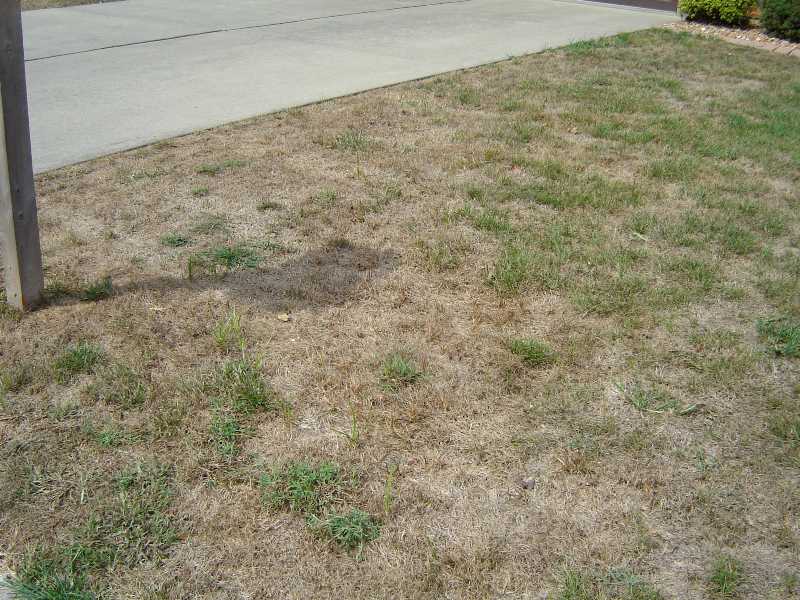 https://www.deseret.com/opinion/2022/4/16/23027446/utah-drought-resistant-grass-plants-shrubs-dont-turn-garden-into-a-gravel-pit