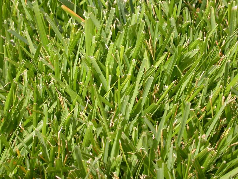 Lawn Problems Zoysia Grass