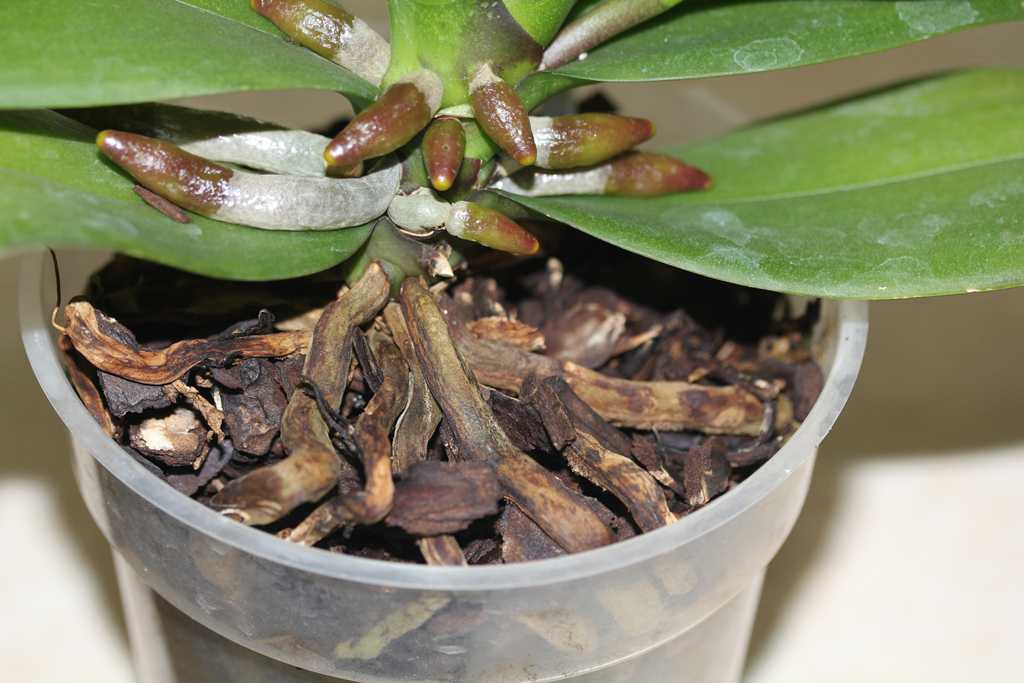 Почему чернеет орхидея. Здоровые корни орхидеи фаленопсис. Растущие корни у орхидеи. Орхидея фаленопсис сгнили корни.