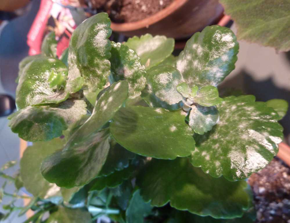 Mold on indoor plant leaves