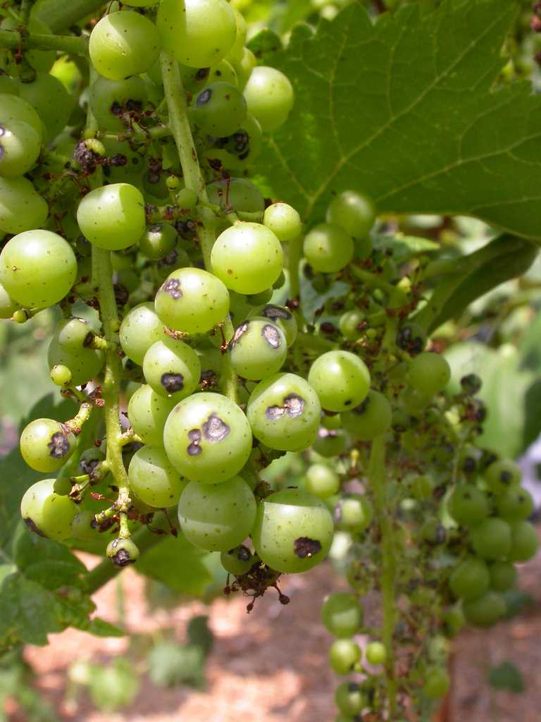 Preventing Problems In Grapes - How To Treat Common Grapevine Pests And  Diseases