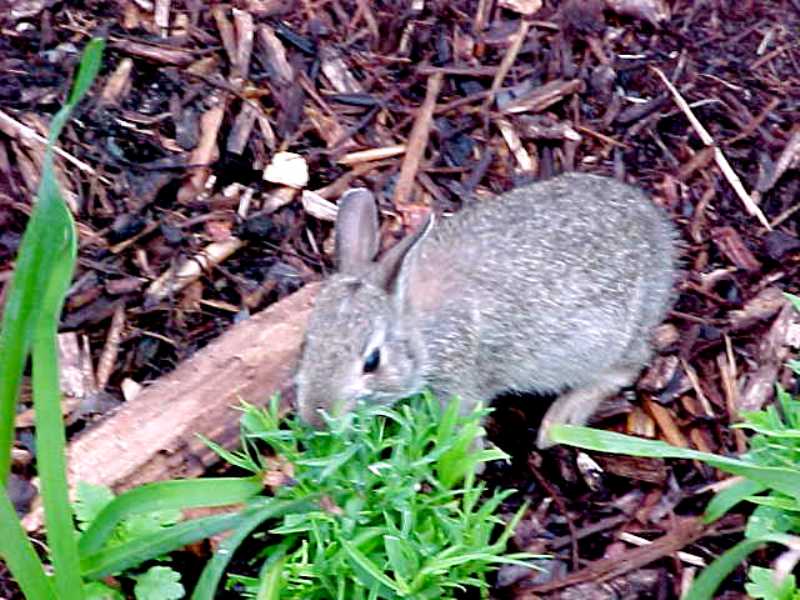 Rabbits - Missouri Botanical Garden