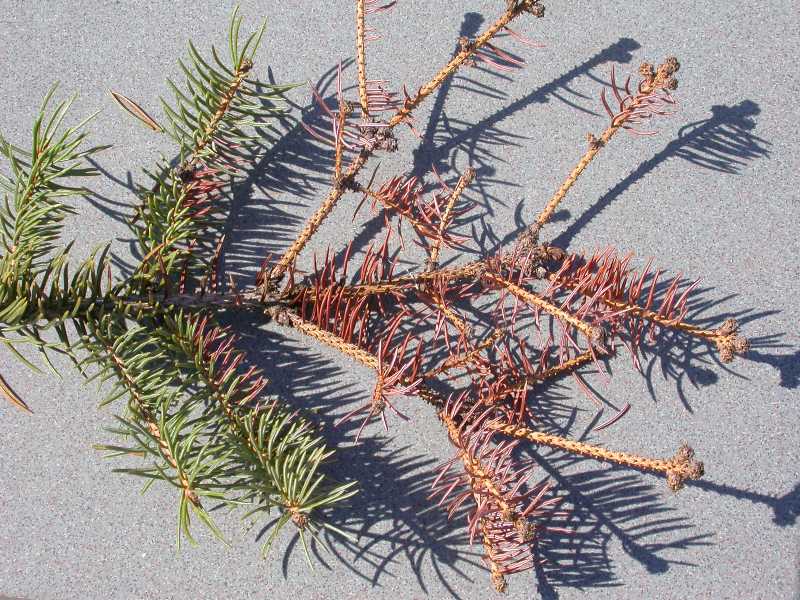 Blue Spruce Needle Problem 5