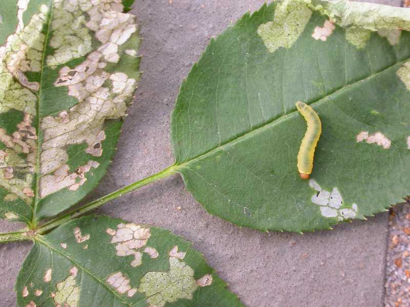 How to Get Rid of Common Rose Pests & Diseases