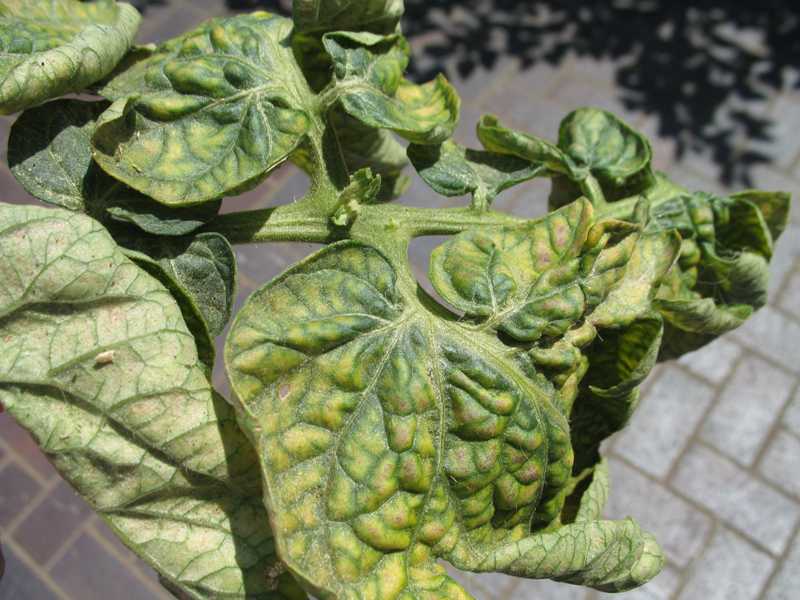 Spider mites - outdoors - Missouri Botanical Garden