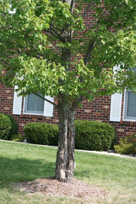 what is killing my dogwood tree