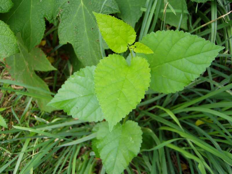 Weeds and parasitic plants