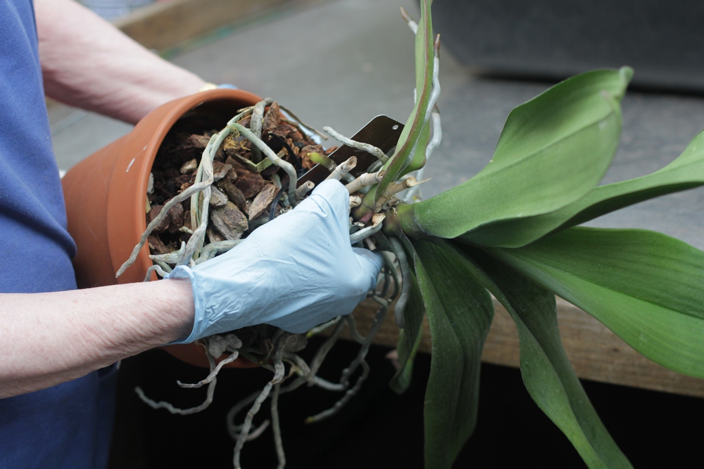 Repotting an Orchid
