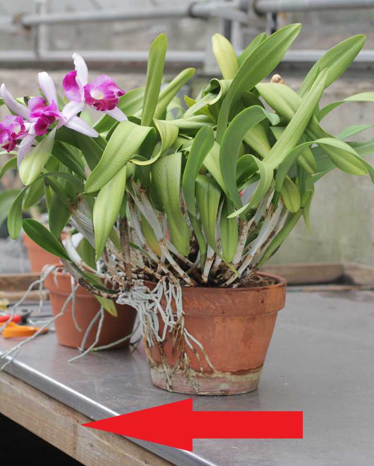 Aside from needing a bigger pot, is actual live moss good for this  cattleya? : r/orchids