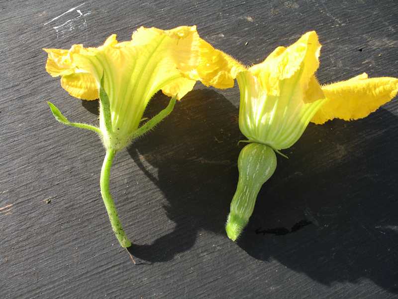 Image result for pumpkin flowers