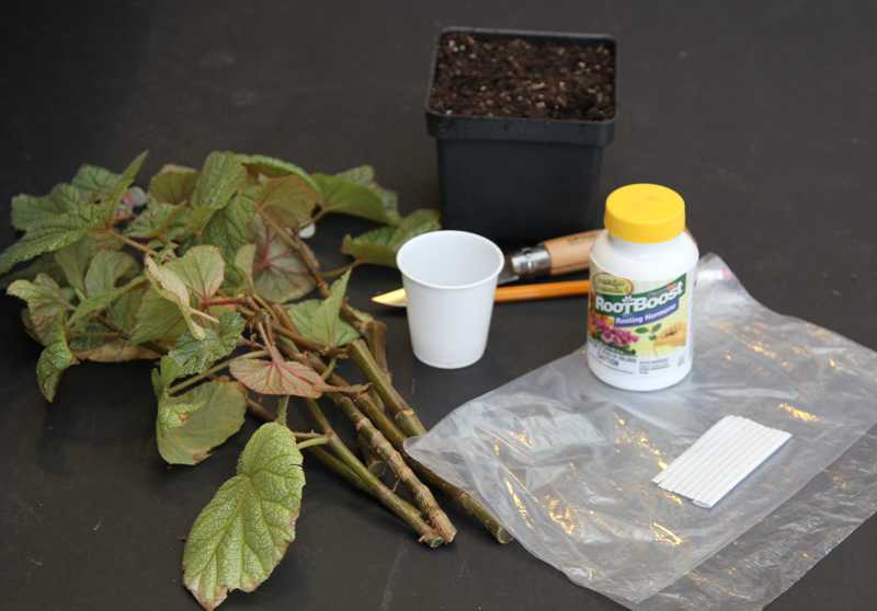 rooting powder in plant propagation