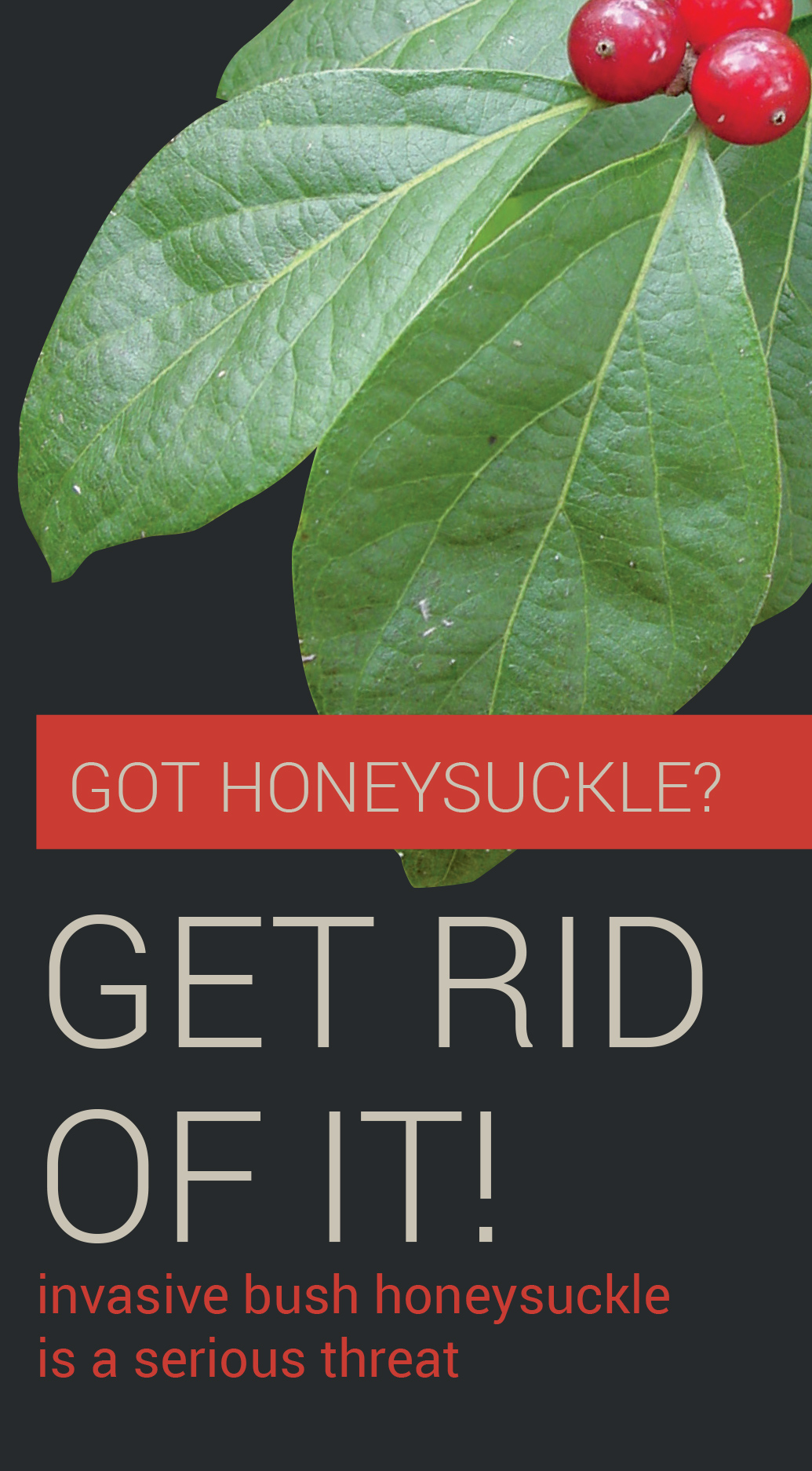 Many honeysuckle plants have toxic berries
