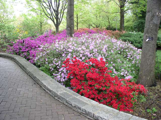 Rhodendrons