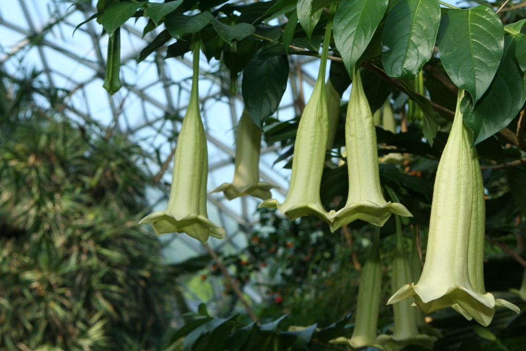 Blooms in the Climatron