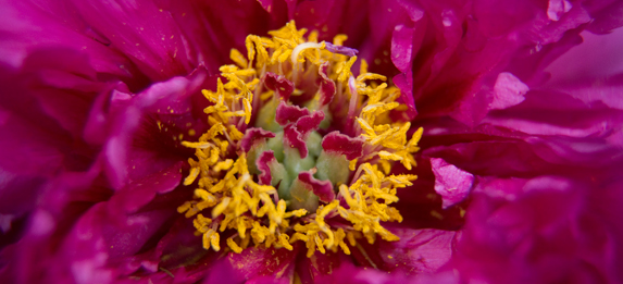 Peony macro