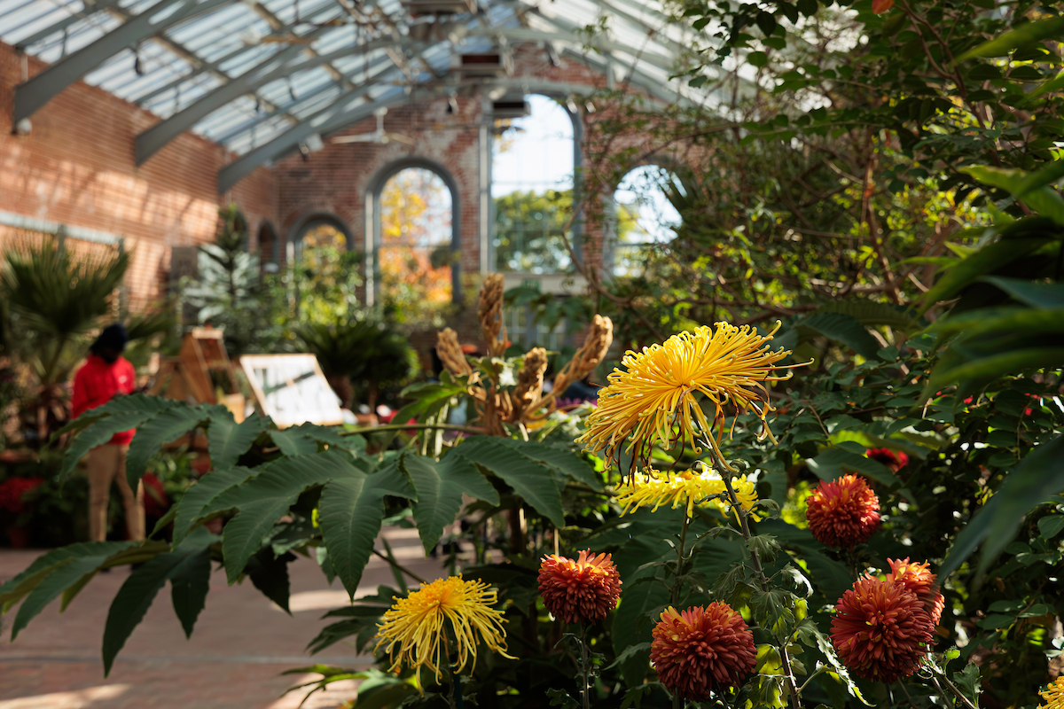 Yellow Chrysanthemum blossom surrounded by green foliage in brick conservatory interior