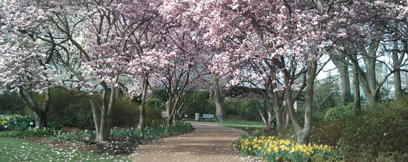 Magnolia Walk in spring