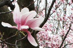 Saucer magnolia