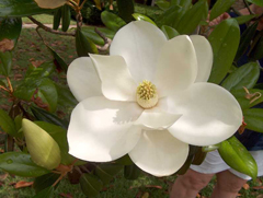 Magnolia 