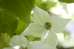 Flowering dogwood