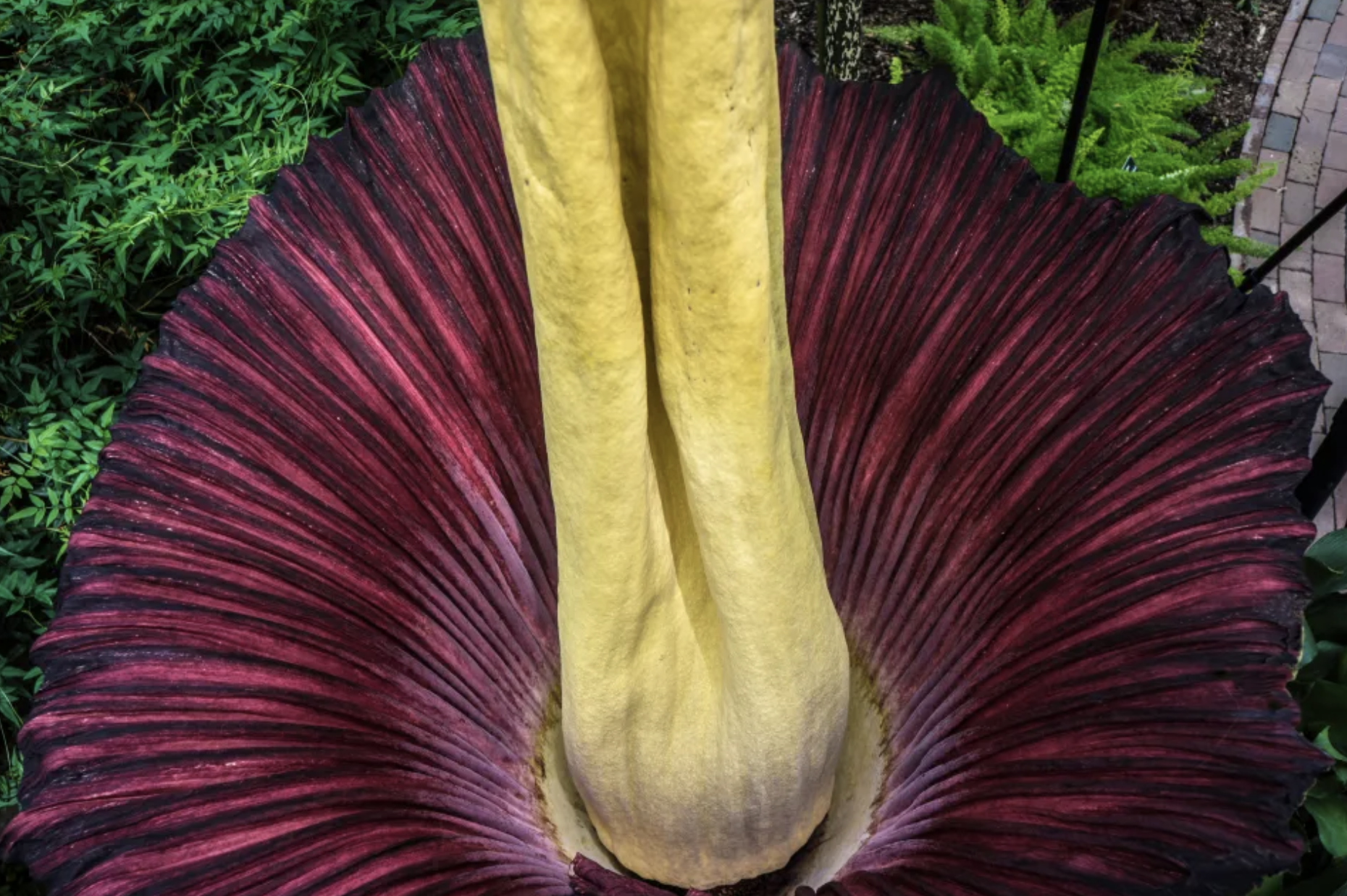 close up of corpse flower interior