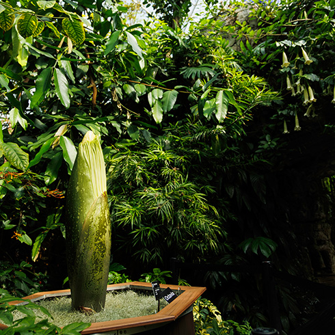 Corpse flower at early pre-bloom stage