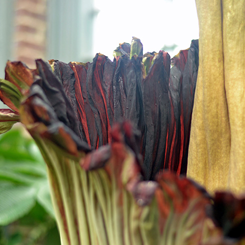 Close up of blooming corpse flower interior