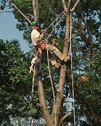 Tree work