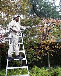 Pruning privets