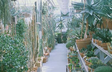 Desert greenhouse