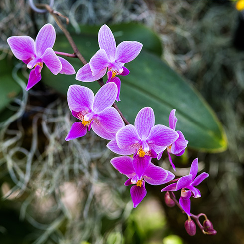 Cluster of pink orchid blossoms