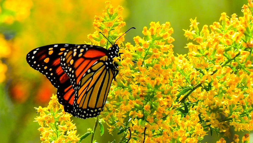 Monarch butterfly pollinating yellow flowers