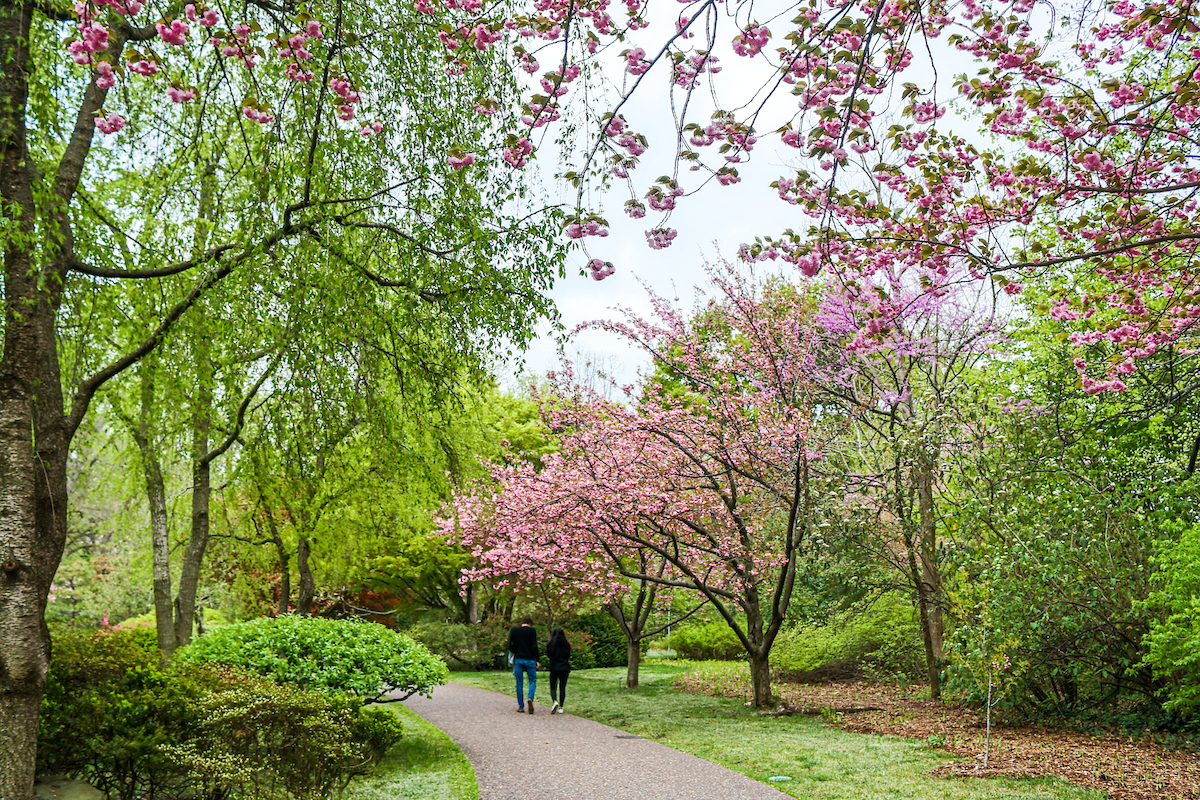 A couple strolls through the Japanese Garden, surrounded by green foliage and vibrant pink blossoms
