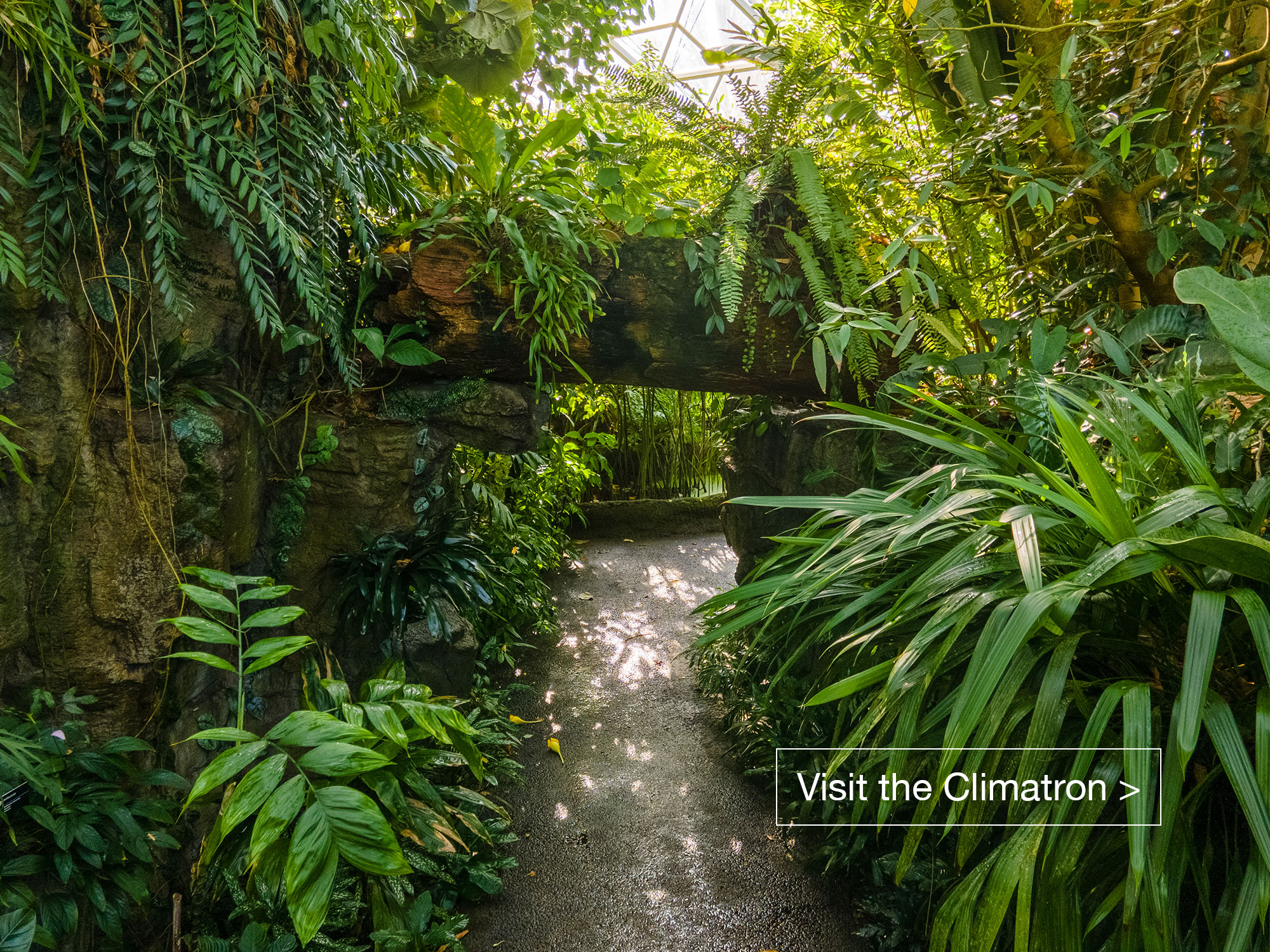 Lush foliage surrounds a pathway through the interior of the Climatron conservatory