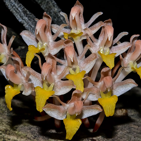 yellow leafless orchid